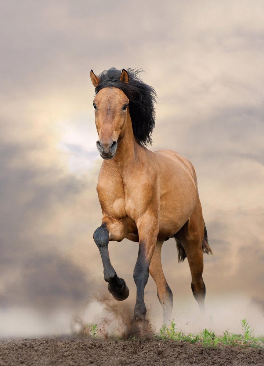 100% Nederlandse Productie! │ Diamond Painting │ Paard 1 │ Formaat 50 x 75 cm │ Diamond Painting Pakket Volwassenen │ Volledige bedekking │ Vierkant │ Full │ Flitzz Diamond Painting