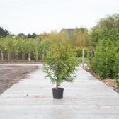 Coniferen ‘Excelsa’ - ‘Thuja plicata ‘Excelsa’’ per twee meter (5 stuks) 120 - 140 cm totaalhoogte