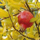 Granaatappel 'Dente di cavallo' (Punica granatum) - kleinfruit - fruitstruik - zelf fruit kweken - 3 planten