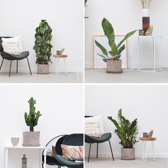 Green Bubble Big Ass planten pakket (4x Grote planten incl. pot) | bol