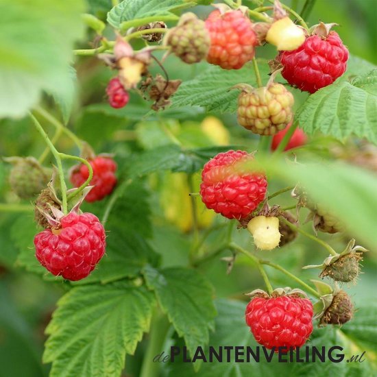 Framboos 'Aroma Queen' (Rubus idaues) kleinfruit fruitstruik zelf