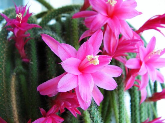 Hang Cactus Aporocactus Flagelliformis in 17cm hangpot | bol.com