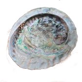 Schelp Haliotus Midea groot