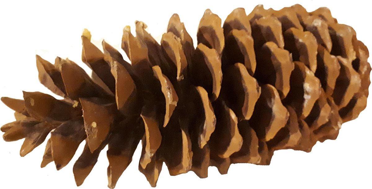 Cône De Pin à Sucre Géant 15 Pouces - Décoration Naturelle - Neuf