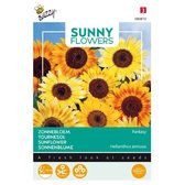 Buzzy® Sunny Flowers, Zonnebloem Fantasy