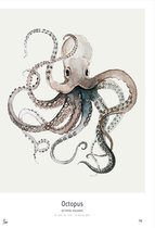 Octopus, art print 30x40cm