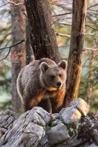 Le montreur d'Ours et les "Demoiselles"