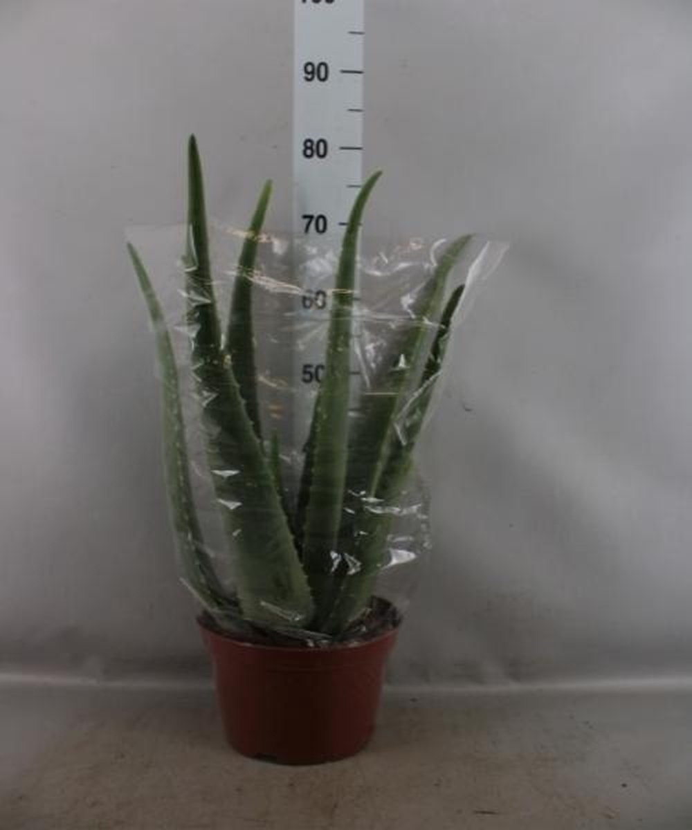 Aloë vera 70cm hoog potmaat PotmaatØ21