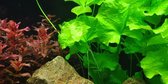 Tropica Nymphoides hydrophylla taiwan 1-2-grow!