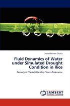 Fluid Dynamics of Water under Simulated Drought Condition in Rice