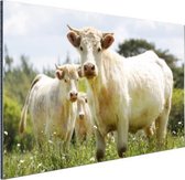 Vaches Witte sur le terrain Aluminium 120x80 cm - Tirage photo sur aluminium (décoration murale en métal)