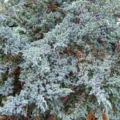 Juniperus Squamata 'Meyeri' - Jeneverbes 25-30 cm in pot
