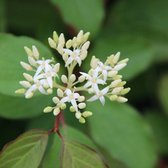 Cornus Sanguinea 'Winter Beauty' - Rode kornoelje 40-60 cm pot