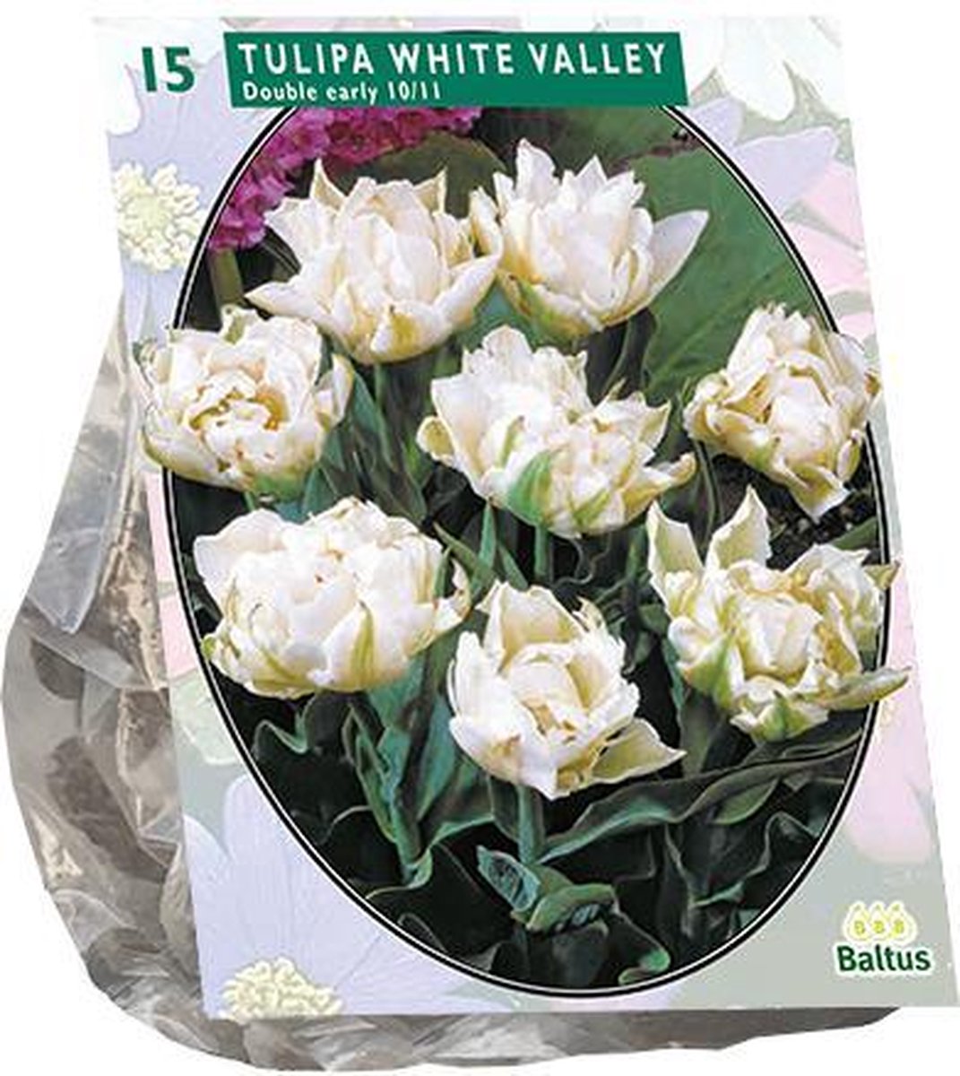 Tulipa (Tulpen) bloembollen - Dubbel Vroeg White Valley - 1x15 stuks