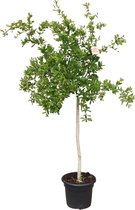 Granaatappelboom, 160cm, Punica Granatum