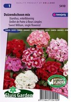 Sluis Garden - Sweet William Single Flowering Mixed (Dianthus)