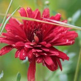 6 x Chrysanthemum 'Duchesse Of Edinburgh' - Margriet pot 9x9cm, rijkbloeiend en sierlijk