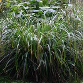 6 x Carex Pendula - Hangende zegge pot 9 x 9 cm - Elegantie in Overhangende Pracht