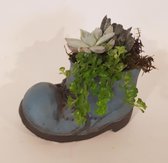 VetPlantjes In Schoen Potje. Leuk voor kantoor of huiskamer. Cadeautje.