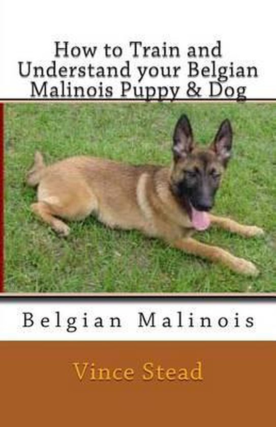 How to Train and Understand Your Belgian Malinois Puppy & Dog, Vince