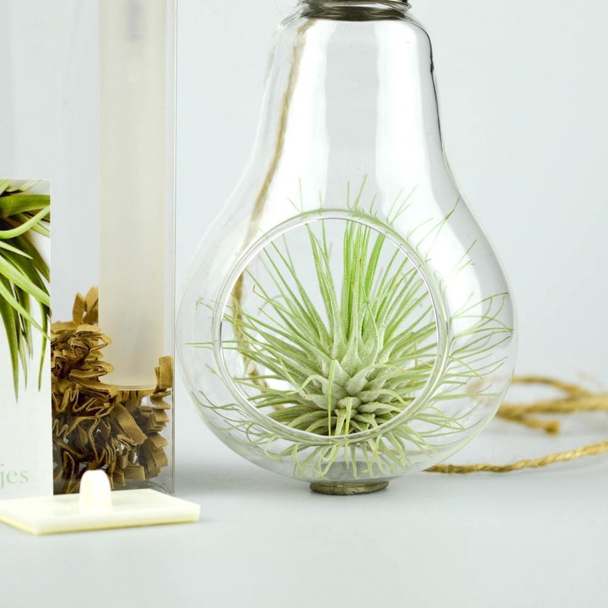 Glazen lamp met luchtplantje | bol.com