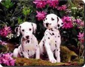 2 Dalmatiër Pups Muismat