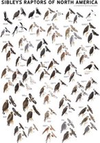 Sibley's Raptors of North America
