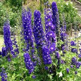 6 x Delphinium 'King Arthur' - Ridderspoor Pot 9x9 cm - Paarsblauwe Bloemtrossen