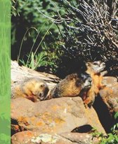 Cute Rocky Mountain Wildlife Photograph Marmot Family Wide-ruled School Composition Lined Notebook