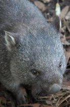 Wombat in Australia Journal