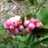 Symphoricarpos Doorenbos 'Amethyst' - Sneeuwbes 50-60 cm pot