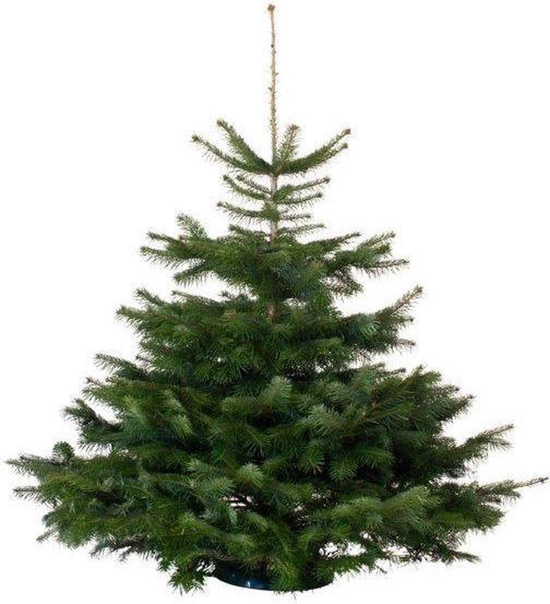 Echte Nordmann kerstboom 100-125cm van De kerstbomenspecialist met Normann label.