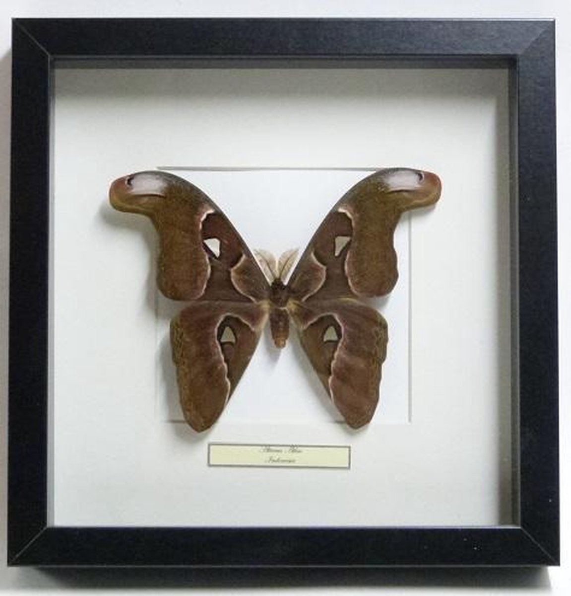 Opgezette vlinder in lijst - Attacus atlas