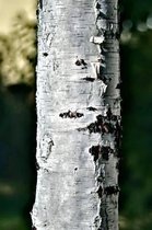 Peeling Bark on the Trunk of a Birch Tree Journal