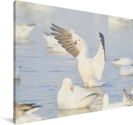Oie des neiges vole hors de l'eau Toile 140x90 cm - Tirage photo sur toile (Décoration murale salon / chambre)