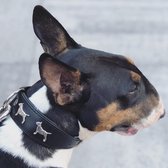 Dog's Companion - Leren halsband Bull Terriër - Lengte: 55cm (45-53cmx40 mm), Kleur: Zwart