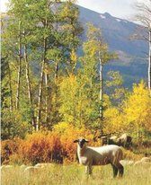 Cute Sheep in the Rocky Mountains Wildlife Photograph College-ruled Lined School Composition Notebook