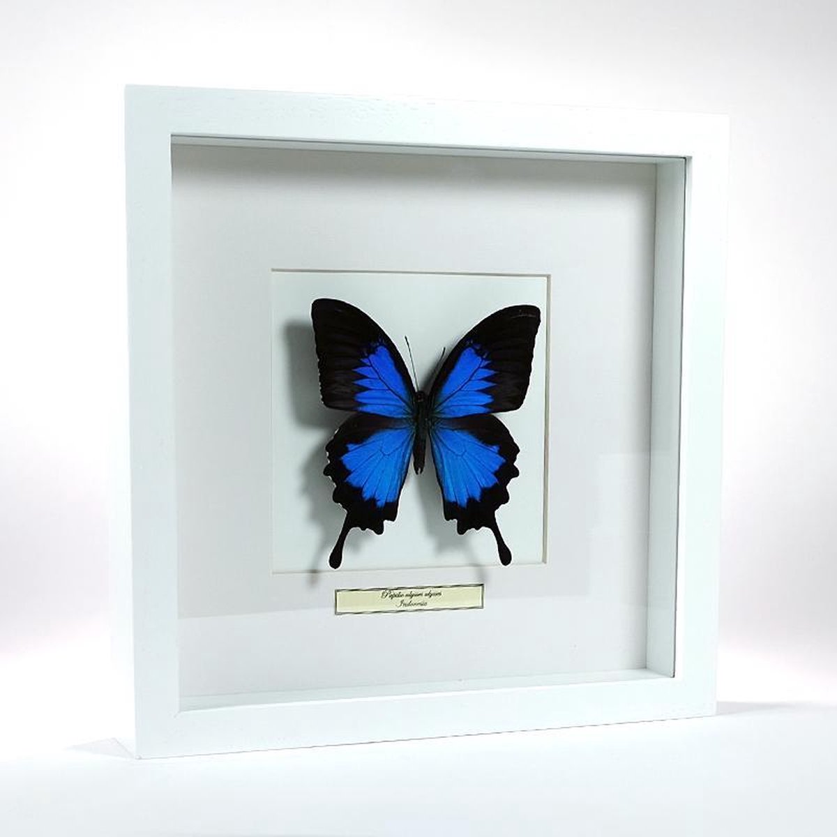 Opgezette vlinder in witte lijst: Papilio ulysses