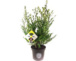 5 x Ilex crenata Dark green® 30-40 cm = 1 meter haag