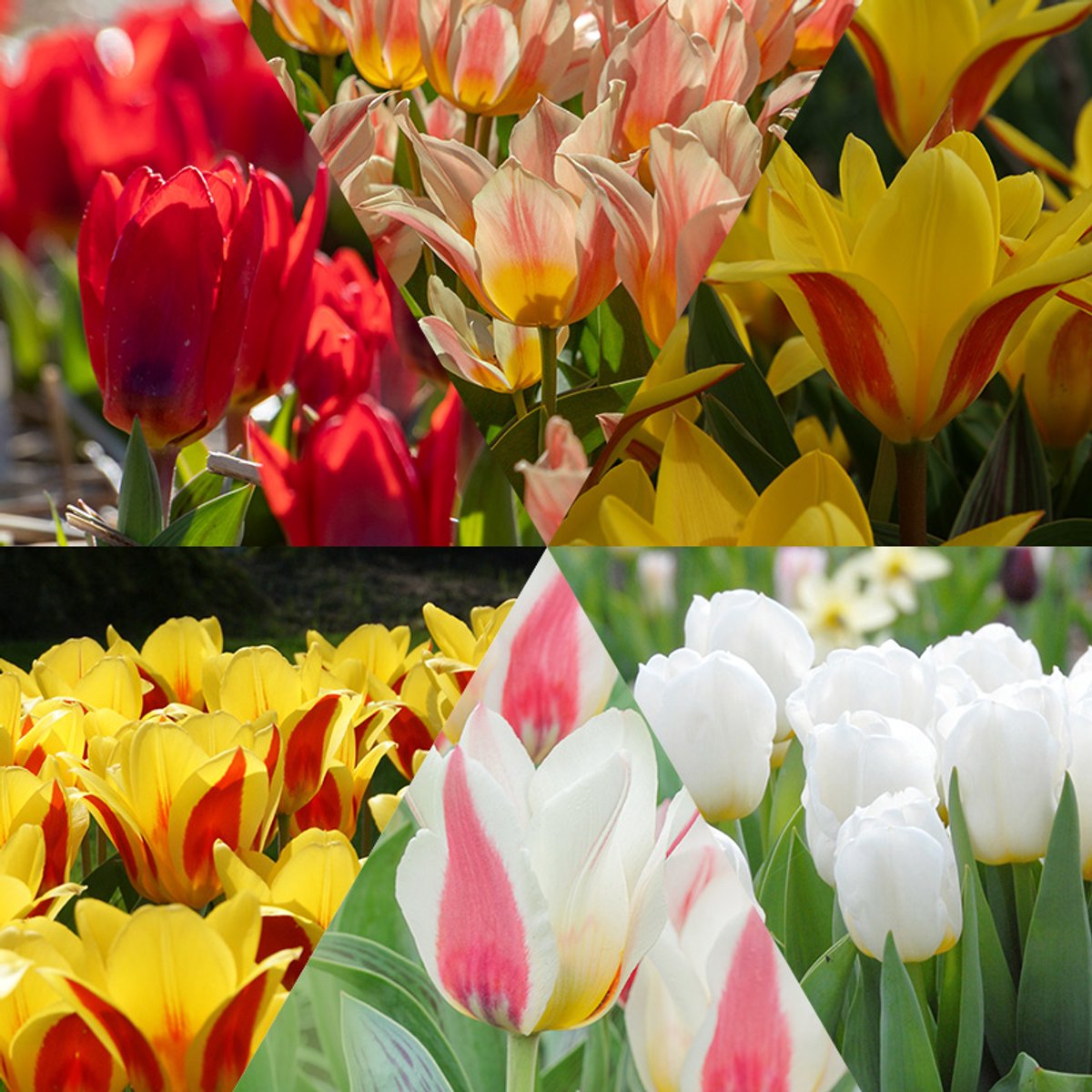 Bloembollen Mix vroeg bloeiende Tulpen | 60 stuks | Enkel vroeg