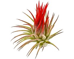 JUNAVERA Tillandsia Rood Mix | Mix van rode luchtplanten | ca. 6 cm groot | Vaak in bloei geleverd | Per stuk geleverd