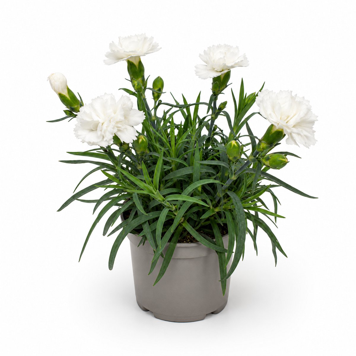JUNAVERA Dianthus Dinah | Witte anjer | 15 cm hoog | In 9 cm pot | Rijkbloeiende tuinplant