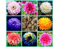 Mix,Zinnia,zinnia bulbi,Rizoma di Zinnia,Bulbi di dalia,piantato in autunno,fiorisce in estate,misto,i fiori sono enormi,dai colori vivaci,adatti per essere piantati in vasoin o giardini