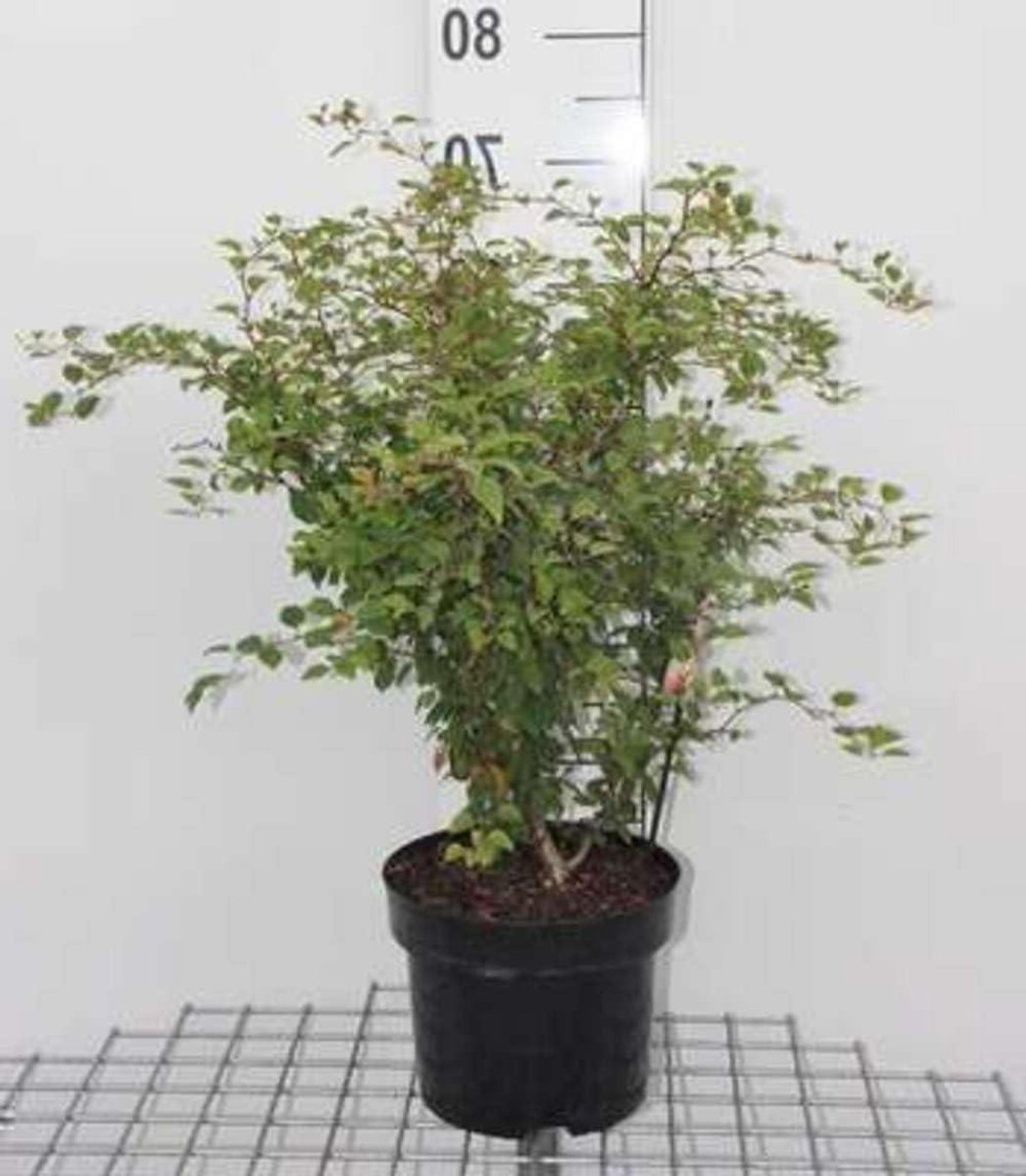 Prunus incisa 'Kojou-no-mai' - Fuji Kers, Dwergsierkers, 60-80 cm in pot