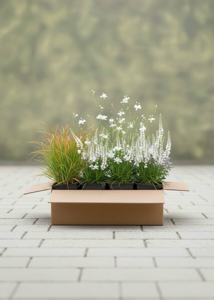 Zomerbries Mix Borderpakket - 24 St. (5m²) - 9x Oranjezegge, 9x Prachtkaars, 6x Prachtkaars 'Alba' - Heijnen Planten