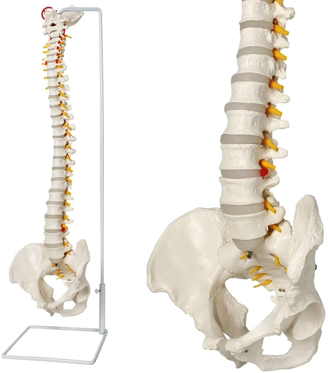 Flexibel Wervelkolom Model - Anatomisch Ruggenmerg - Onderwijs & Demonstratie - Levensgroot met Zenuwen - 85 cm Hoog
