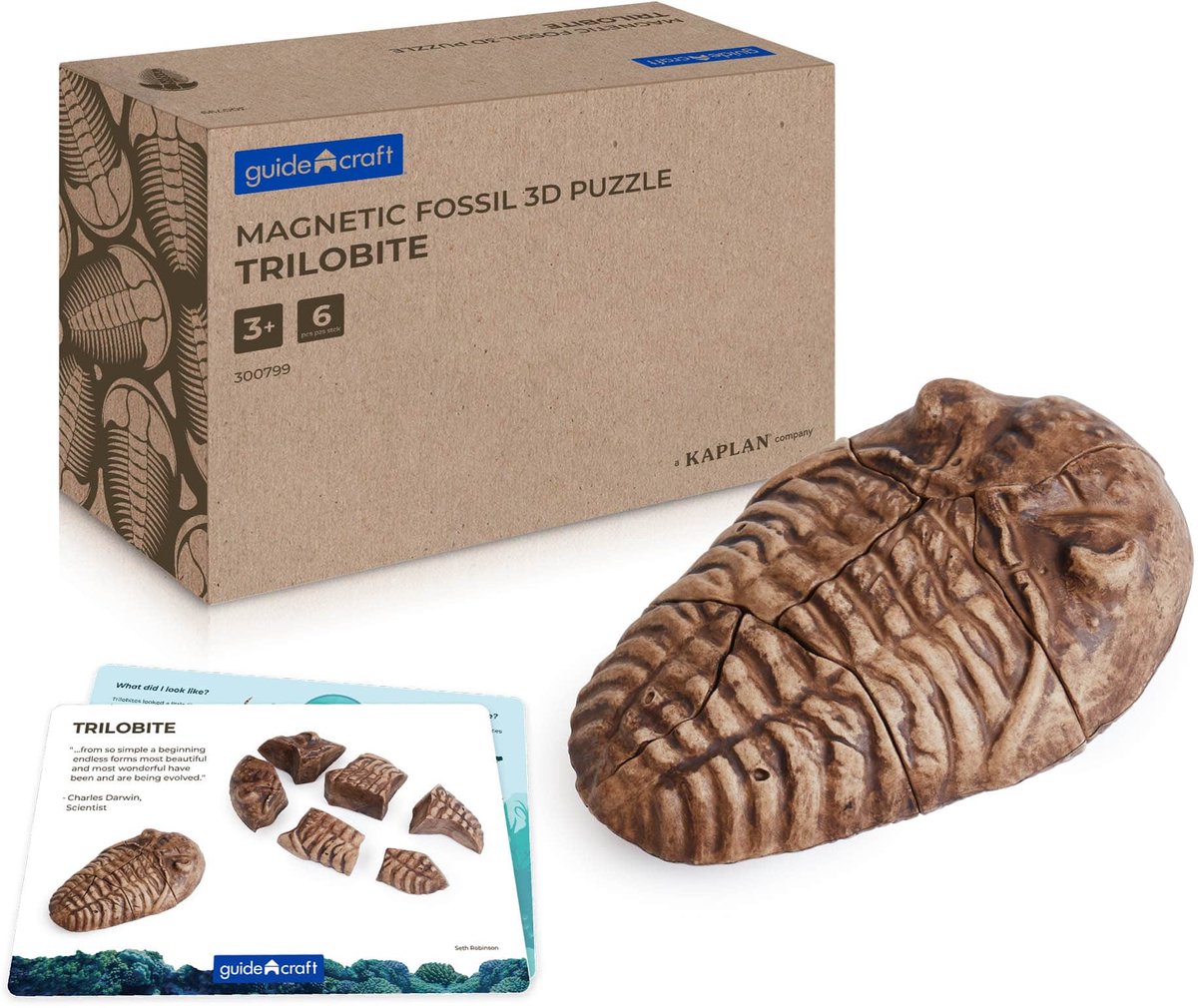Guidecraft magnetische fossiel 3D puzzel trilobiet speelgoed.