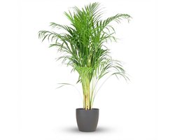 Green boutiQ - Kamerplant - Goudpalm - Dypsis Lutescens Areca - Groen - Weinig onderhoud - 1 Plant - met Potter Grijs - Pot 21cm - Hoogte 90 - 100cm