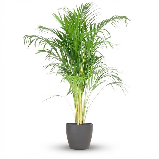 Grote groene Areca-palm met lange, gebogen bladeren in een donkergrijze pot.