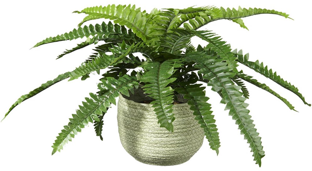 HTT Decorations Kunstplant Nephrolepis H35cm in mand groen – HTT Decorations kunstplanten Mint groen